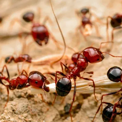 ants