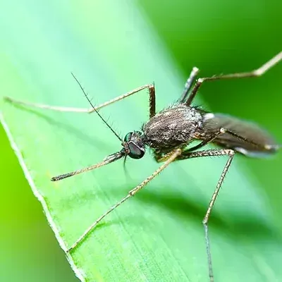 mosquitoes