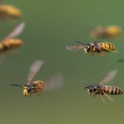 wasp bees flying