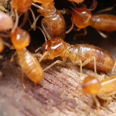 termites