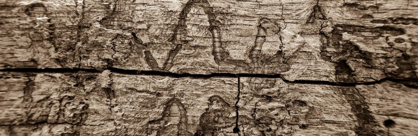 termite damage on wooden beam