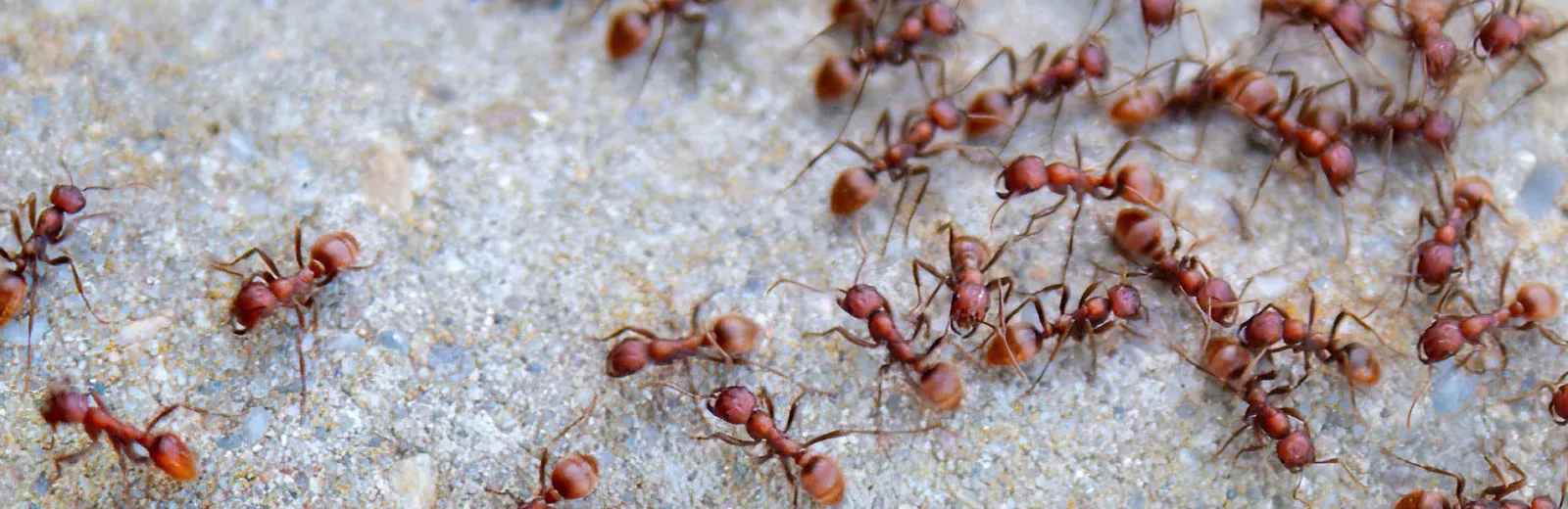 fire ants