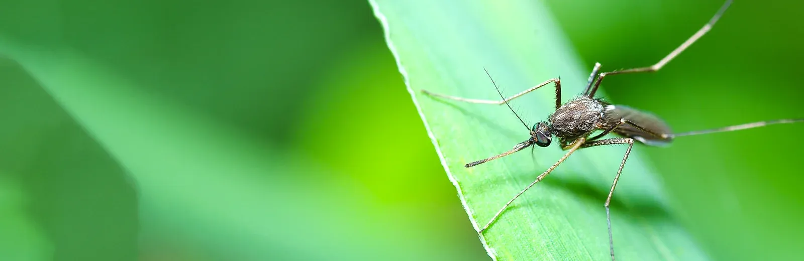 mosquito on grass