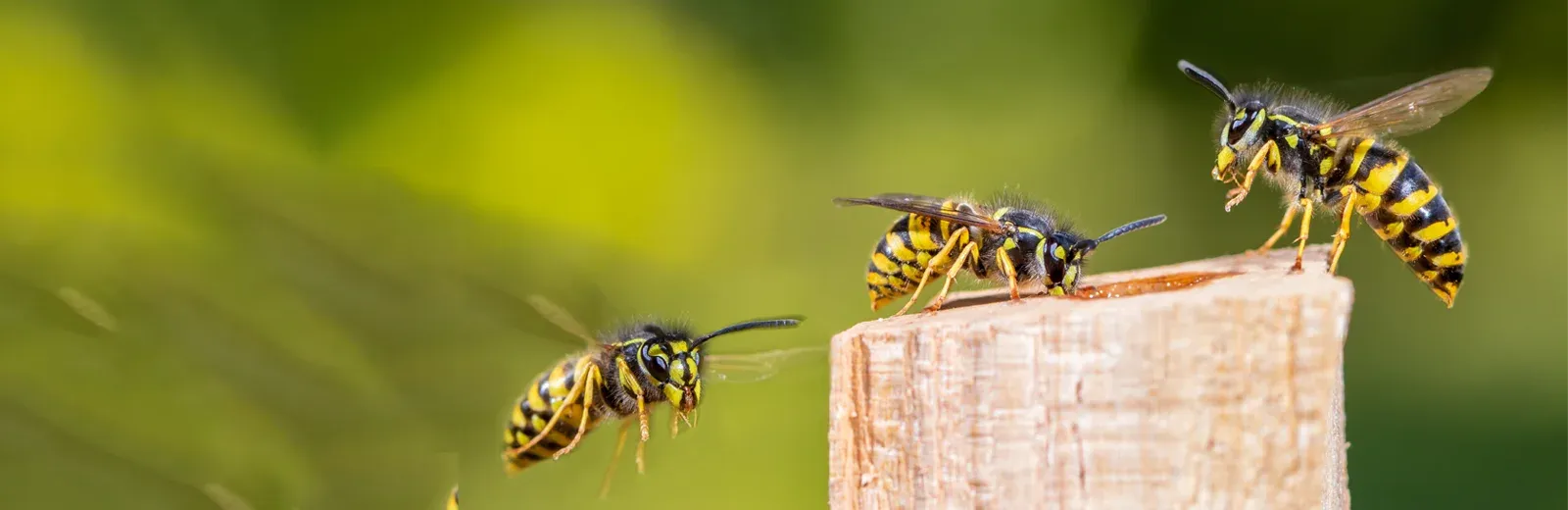 wasps on deck