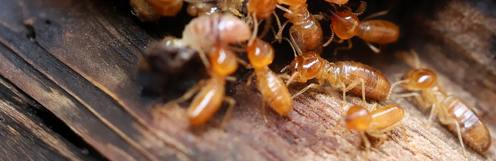termites on wood